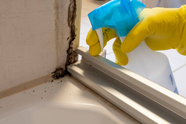 Best Attic Mold Remediation in Haubstadt, IN